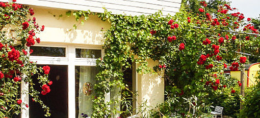 Gelbe Häuserfassade mit Rosen beim FSJ im Kindergarten in Hagen