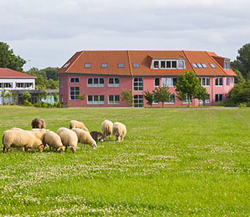 Schafe an einer Schule beim FSJ in Münster