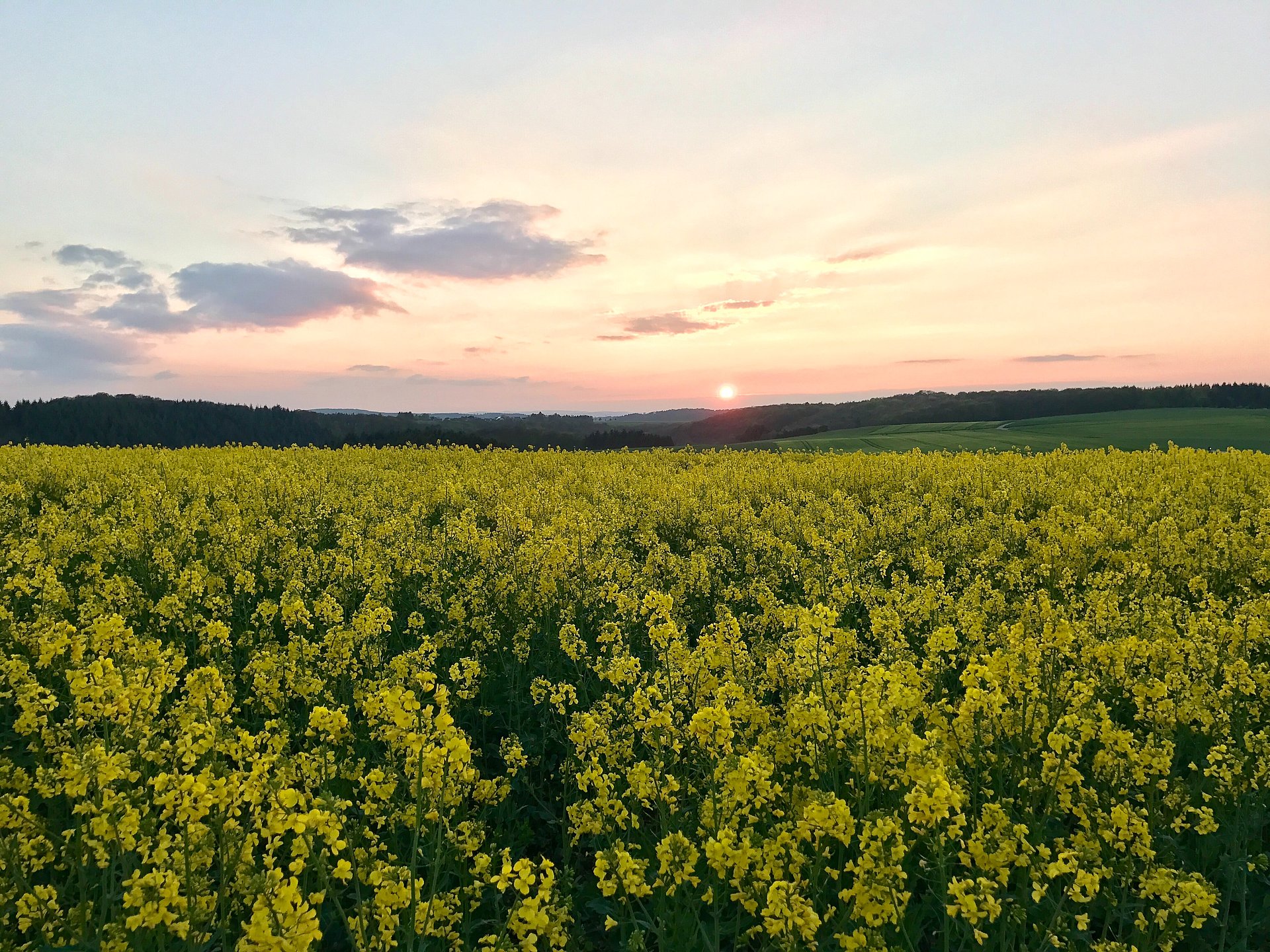 Rapsfeld beim FSJ in Rheinland-Pfalz