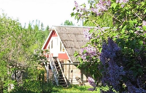 Hütte auf grüner Wiese mit lila Blumen beim FSJ Estland