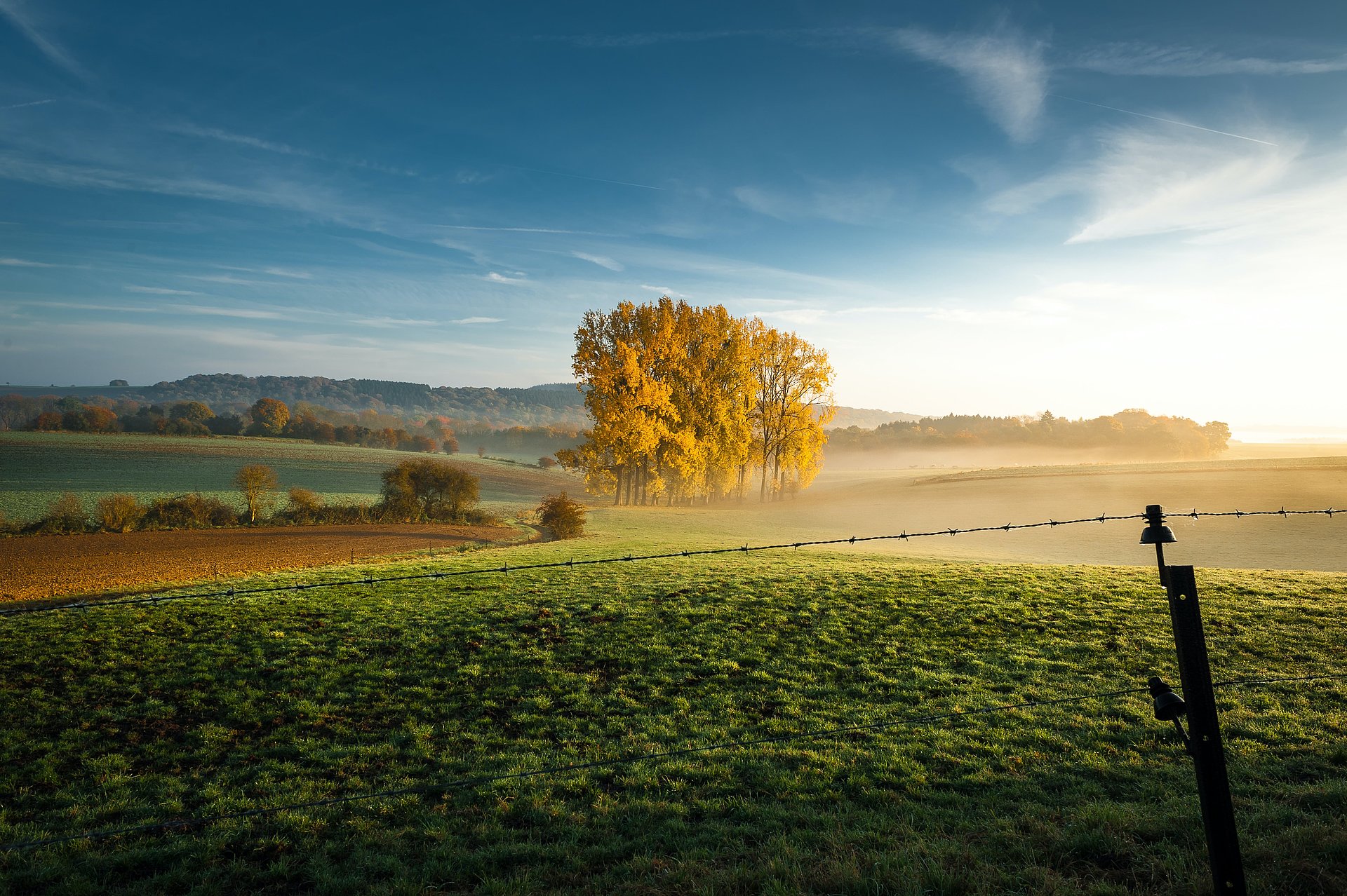 Baumgruppe auf einem Feld beim FSJ in Belgien.