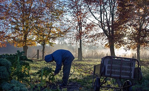 Gartenarbeit beim FSJ in Belgien.