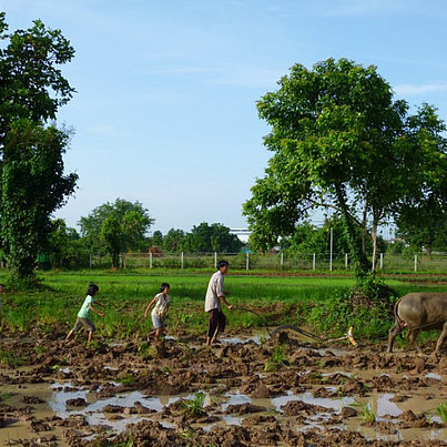Menschen machen Feldarbeit beim FSJ Thailand