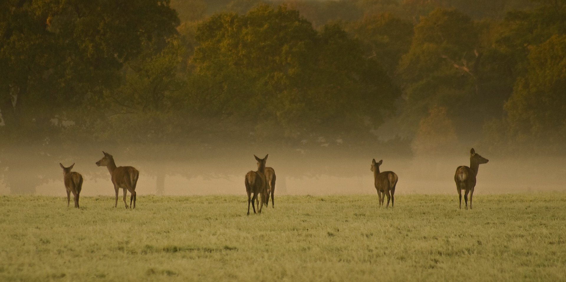 Rehe im Nebel auf einer Wiese beim FSJ in Großbritannien