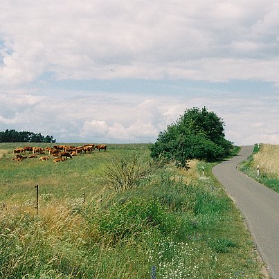 Weg und Wiese beim FSJ in Brandenburg