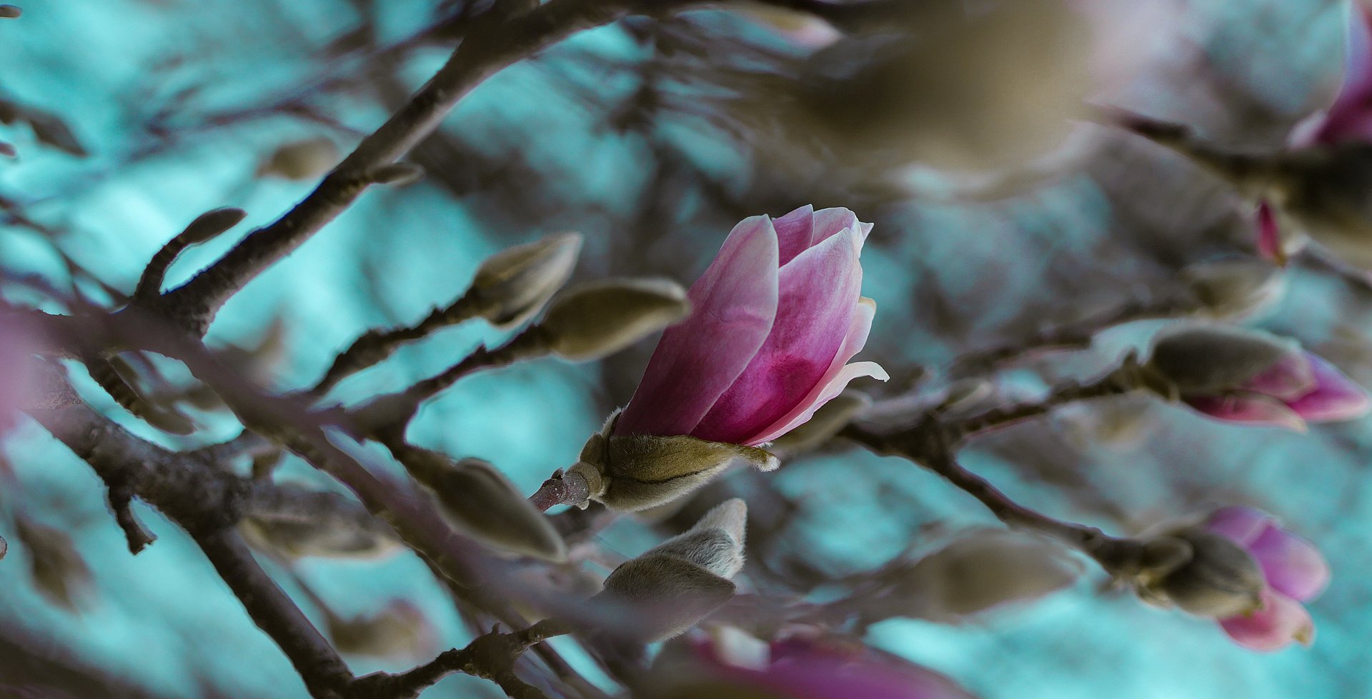 Magnolie beim FSJ in Münster