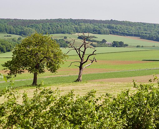 Felder und Wald beim FSJ in Belgien.