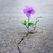 Großspende Notfallpädagogik Lilafarbene Blume bricht durch Asphalt